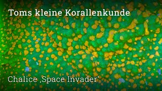 Download Lagu Space Invader Chalice – Die perfekte Einsteiger-LPS! Pflege, Haltung \u0026 Tipps | Toms Korallenkunde MP3
