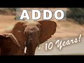 Addo elephants over 10 years