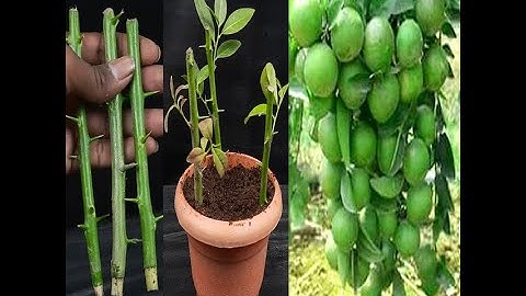 How to propagate lemon tree from cuttings with tissue paper || With 100% success
