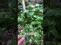 Arum lily (Zantedeschia aethiopica)