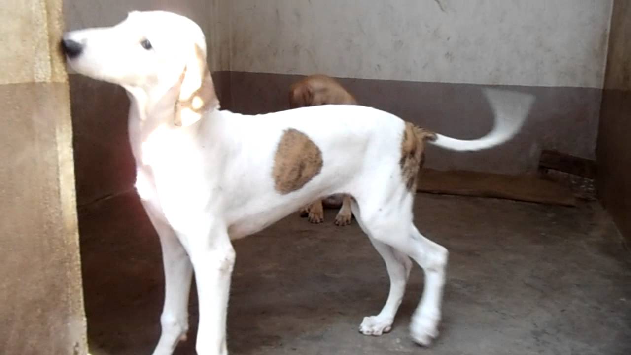 mudhol puppy