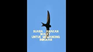 suara anakan walet untuk memancing ibdukan walet