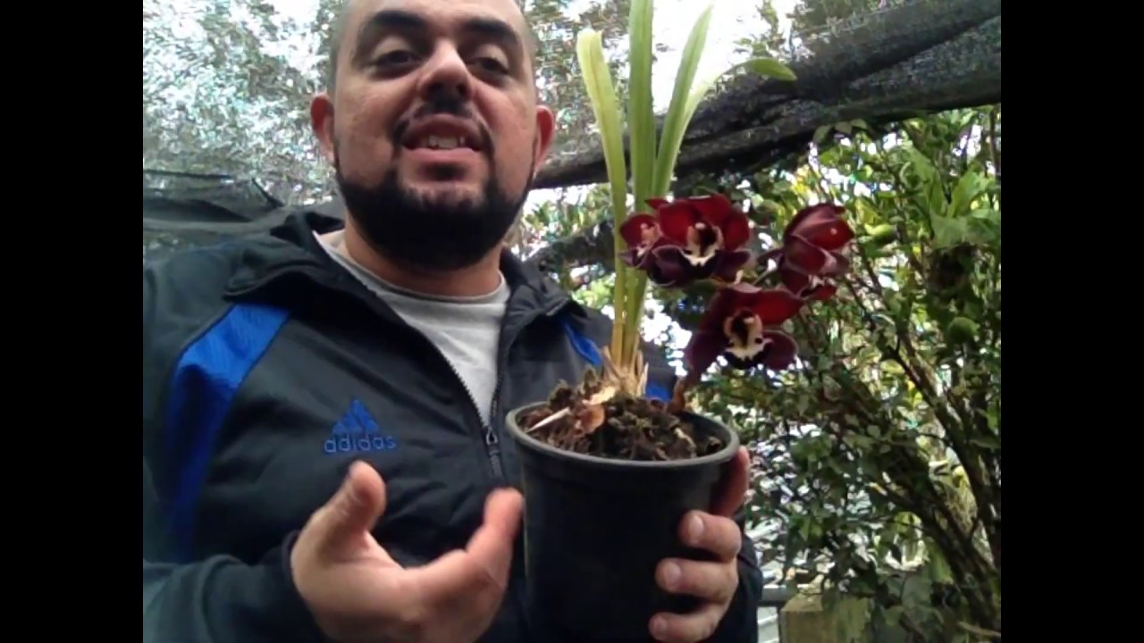 Orquídea Rara Cymbidium Negra Em Floração! - thptnganamst.edu.vn