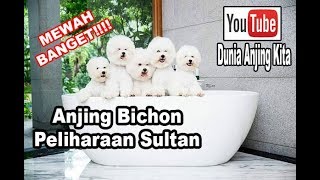 GAYA SULTAN Melihara Anjing Ras MEWAH, Asli deh Keren Banget!!!