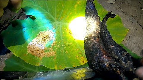 #50/ cấm câu đêm và món cá nướng mọi cực ngon# săn bắt long an#