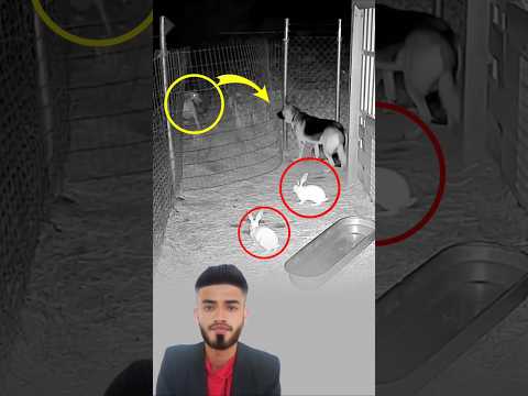 ظهر الجني بجسد مائل وغريب يهاجم الكلب بعنف وكأنه يريد التهامه اكسبلور لايك