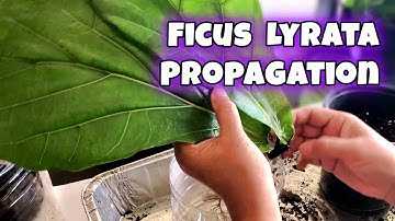 Fiddle Leaf Fig From Water To Soil and #FicusLyrata 🌿 Update