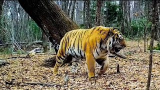 Magnificent Siberian Tiger