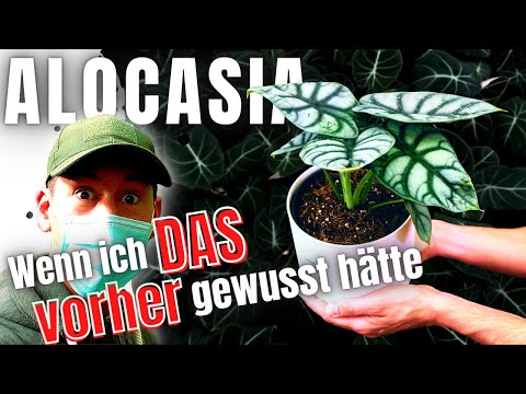 Video: Alocasia-Vermehrungsmethoden: Erfahren Sie mehr über die Vermehrung von Alocasia