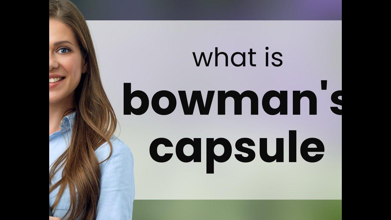 Bowman's capsule what is BOWMAN'S CAPSULE meaning YouTube