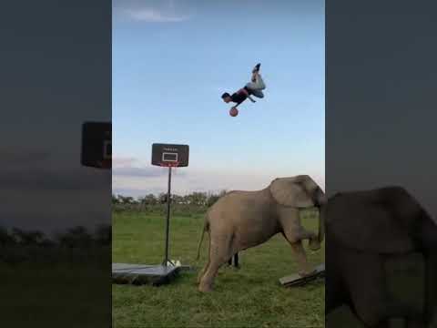 Basketçi Fil Sahnede (basketball player elephant)