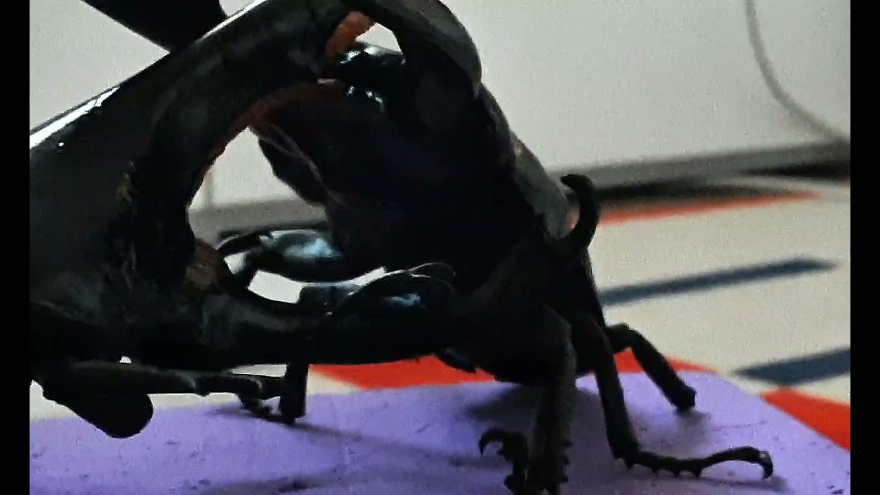 [단편영화] {헤라클레스 리키} [최강이 되어가는 길]