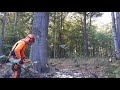 Stihl ms 461 beech tree felling and hydraulic jack