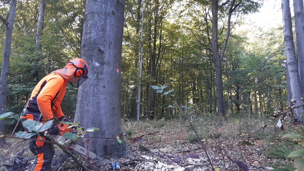 Stihl ms 461 beech tree felling and hydraulic jack YouTube