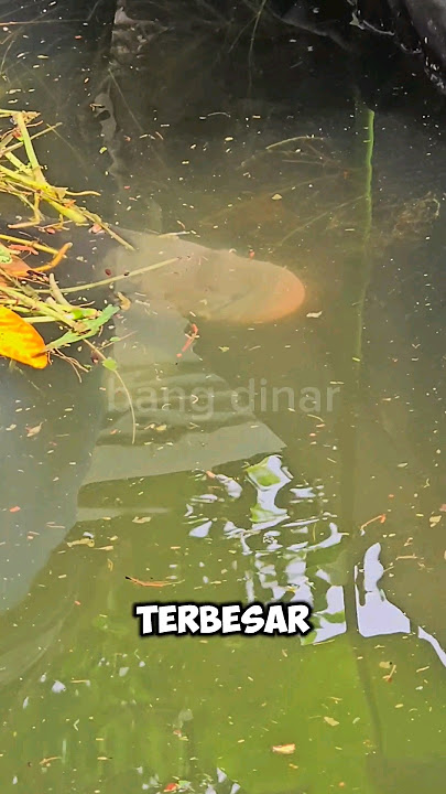 GURAME BIANG 5KG‼️ BUDIDAYA GURAME DI KOLAM KECIL‼️ #shorts