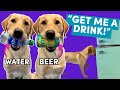 Teach Your Dog to Grab a Drink from the Fridge (Service Dog Task or Party Trick!)