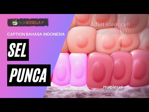 Video Animasi – Sel Punca/Stem Cell [sub Indonesia]