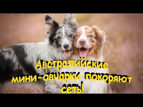 Video: Minijaturni šnaucer