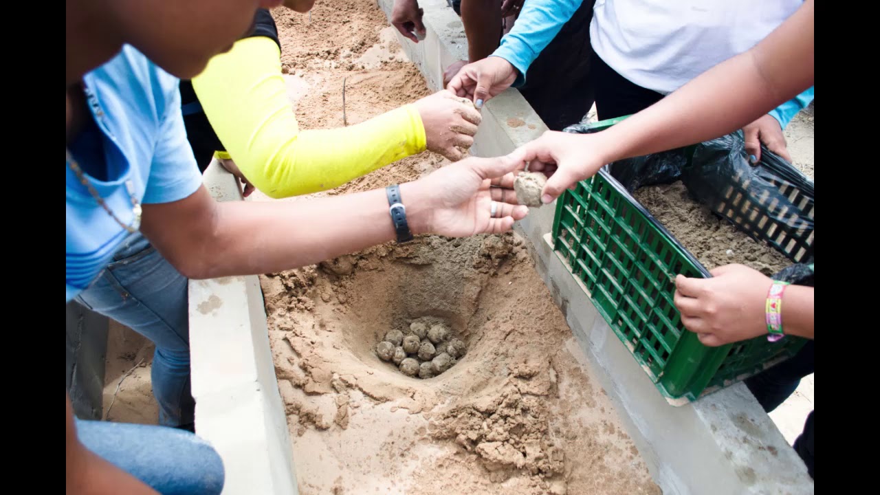 Nidos artificiales de tortuga arrau