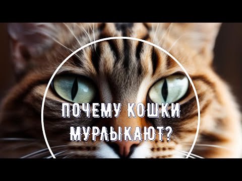 Тайны мурчания: почему кошки мурлыкают и как это влияет на нас?
