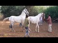 Stallion Devrath घोड़े के पास घोड़ी  Kesar आई अपने बच्चे के साथ crossing के लिए
