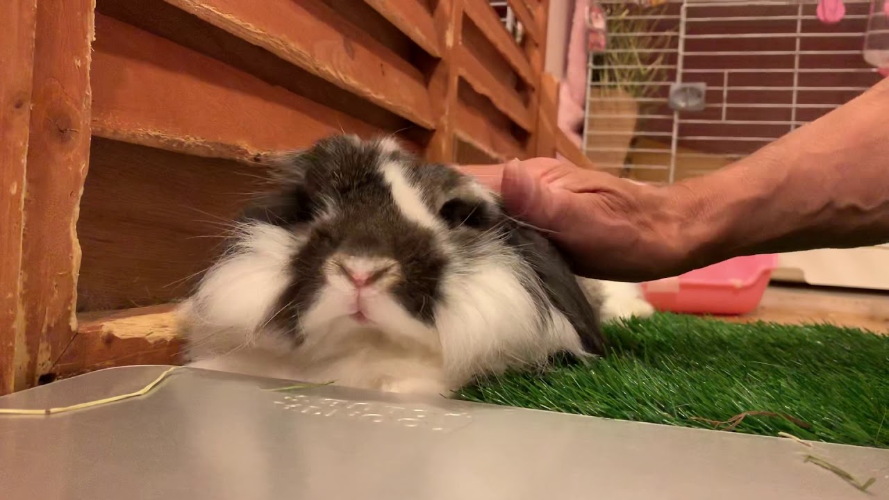 もふぞう なでてもらってとけちゃった Byうさぎカフェもふれる Youtube