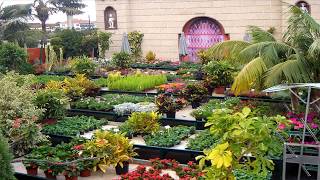 Abrir un vivero, venta de flores de ventana, ornamento, negocio que hará florecer tus ingresos