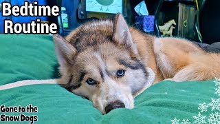 My Dog's Bedtime Routine | Huskies Bedtime Routine 2019