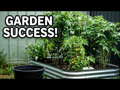 Organic Garden In Full Bloom | Drone Aerial View