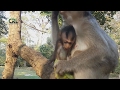Life of monkeys Ep83, life of poor baby monkey, baby monkey walking, bab...