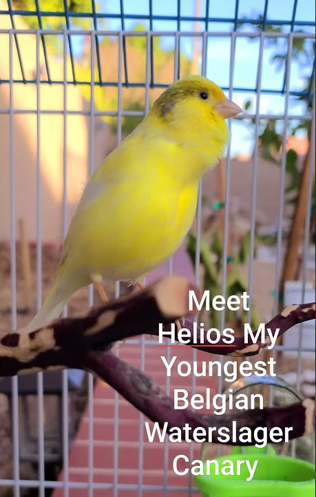 Canary Singing - My youngest Belgian Waterslager