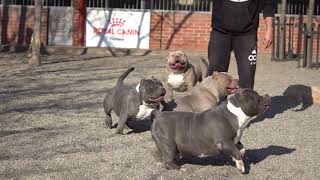 TOP 4 ADULTS MALES FROM MY KENNEL 2024 /BIGDOGS R.KENNEL/MR.CUB/MR.KOI/SEMN/FANEL/