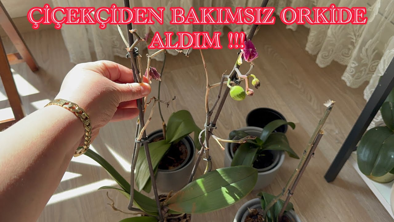 Dapkunaite Ingeborga yalangoch