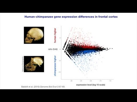 Carta Culture Gene Interactions Gregory Wray Genomic Basis For Dietary Shifts - 