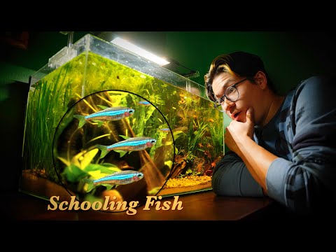 Can I Keep Honey Gourami With Shrimp