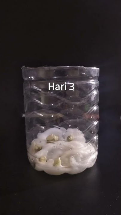 step step tumbuhnya biji kacang ijo menjadi  toge