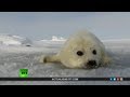 Salvemos a la foca bebé - Documental de RT