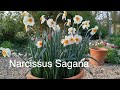 Narcissus Sagana from Thompson &amp; Morgan in pots