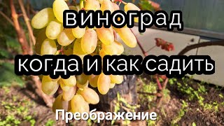 когда и как садить виноград в 2024г