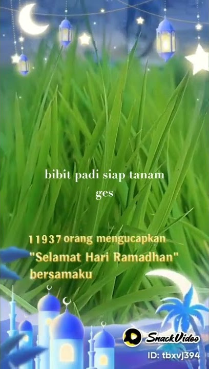 bibit padi yang siap di nanam