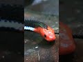 ular paling berbahaya di kalimantan - ular cabai kepala merah