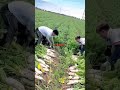 #fresh radish cultivation #underground radish #vegetables #trending