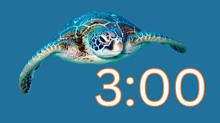Famous 3 Minute Timer | Sea Turtles Wealth
