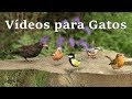 Vídeos para Gatos : Pássaros de Verão