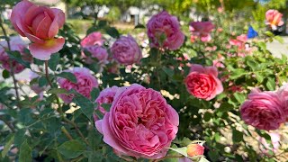 Boscobel David Austin Rose May 2024