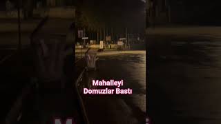 Akşam Sürprizi Davetsiz Misafirler