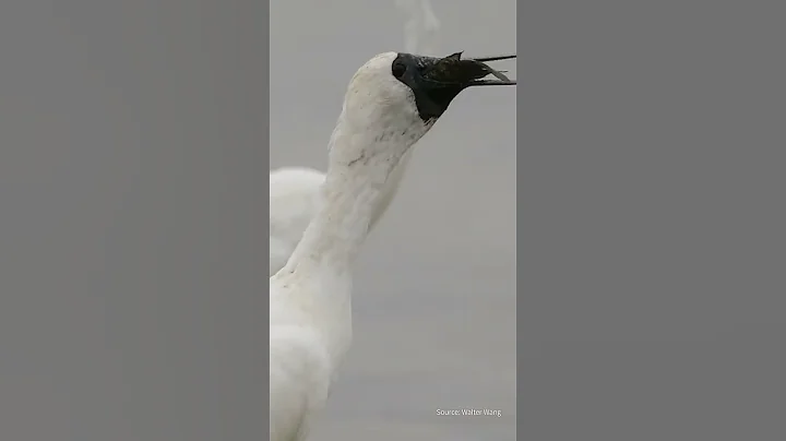 Endangered Black-faced Spoonbills Increasing in Taiwan - 天天要闻