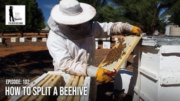 How to Split a Beehive - Episode 102: "Splits and Ships"