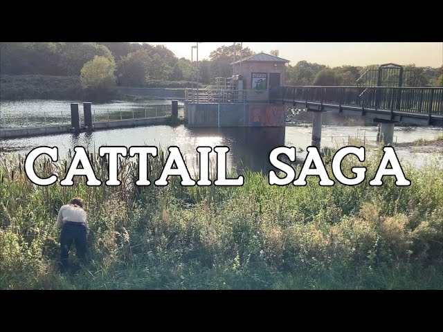 Episode 3: Cattail Saga