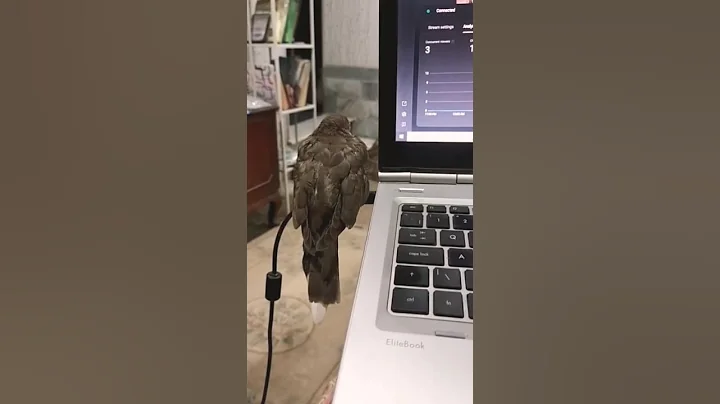 Video 11336311: persiancat cat kitten pets, persiancat cat pets animals, persiancat pets kitten funny, persiancat cute pets cat, cats dogs persiancat love